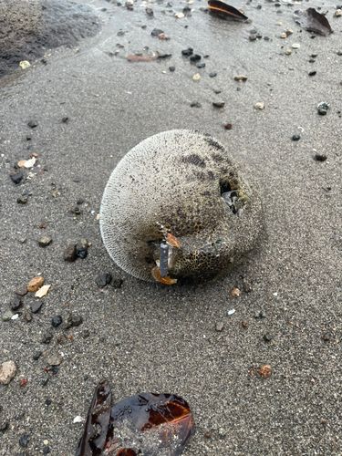 フグの釣果