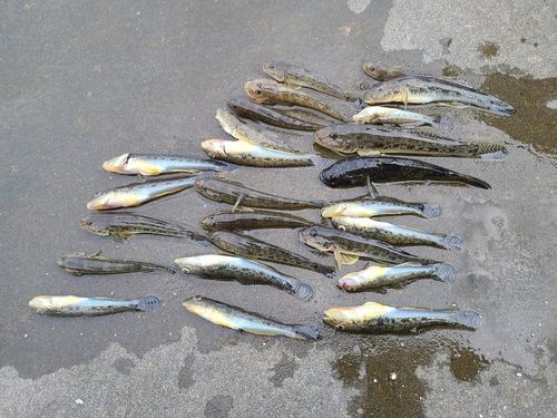 マハゼの釣果