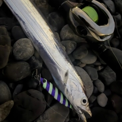 タチウオの釣果