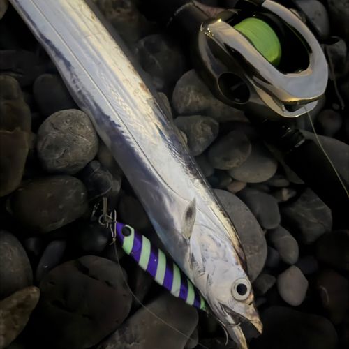 タチウオの釣果