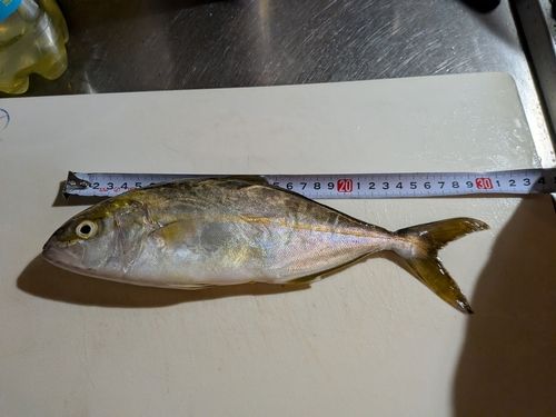 ショゴの釣果