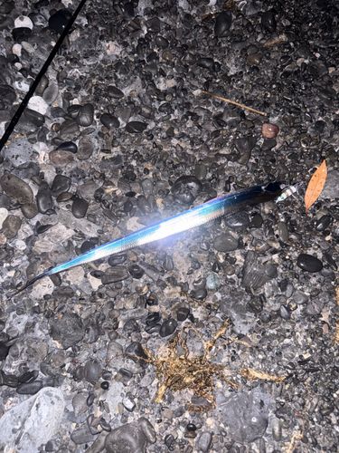 タチウオの釣果