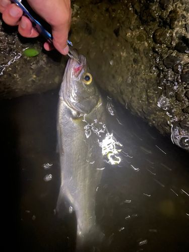 セイゴ（ヒラスズキ）の釣果