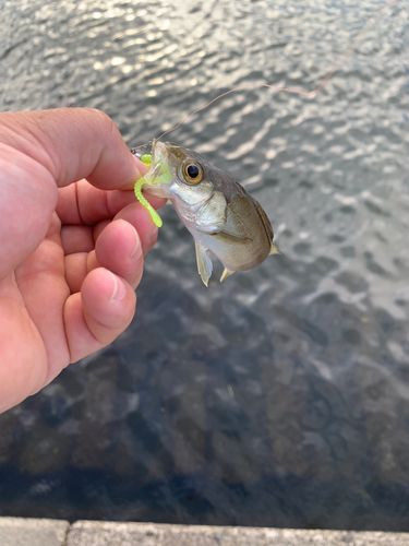 スズキの釣果
