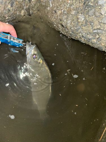 セイゴ（ヒラスズキ）の釣果
