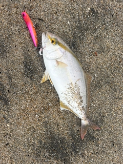 ショゴの釣果