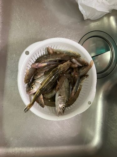 ハゼの釣果