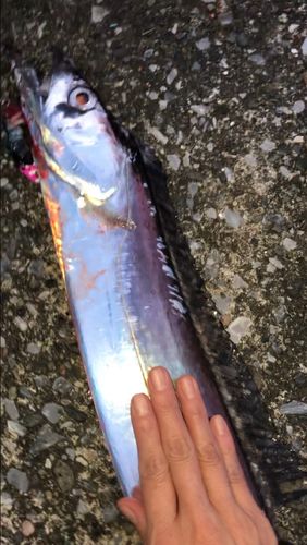 タチウオの釣果
