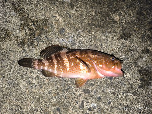 キジハタの釣果
