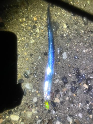 タチウオの釣果