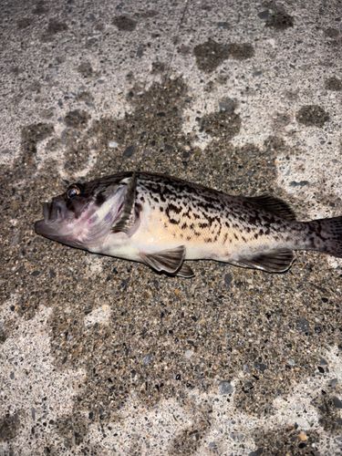 クロソイの釣果