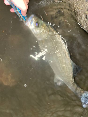 セイゴ（ヒラスズキ）の釣果