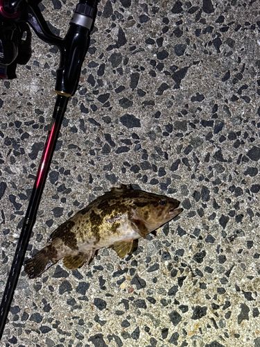 タケノコメバルの釣果