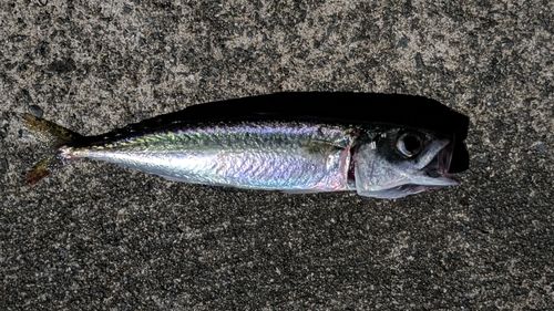 サバの釣果