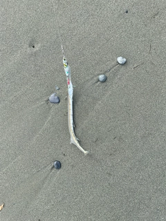 メッキの釣果