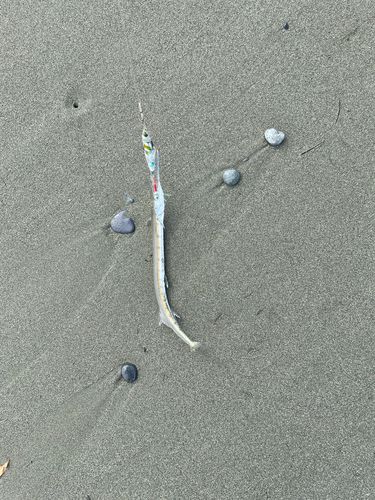 メッキの釣果