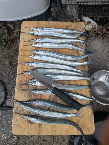 サヨリの釣果