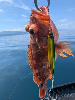 ウッカリカサゴの釣果