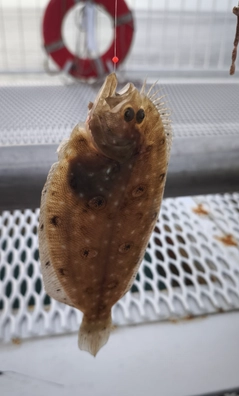 タマガンゾウビラメの釣果