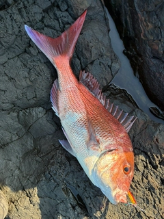 マダイの釣果