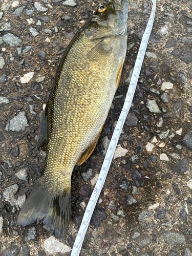 スモールマウスバスの釣果