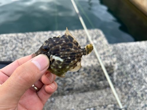 カワハギの釣果