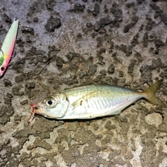 マアジの釣果
