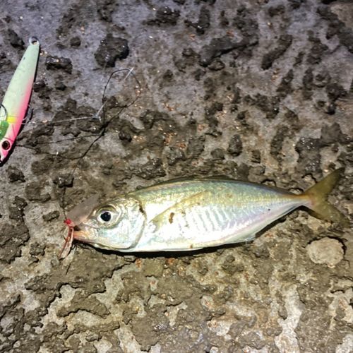 マアジの釣果