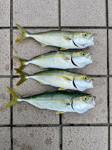 ツバスの釣果