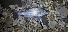 ヒラスズキの釣果