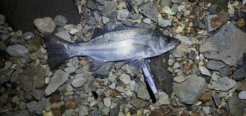 ヒラスズキの釣果