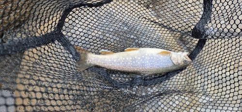 アメマスの釣果