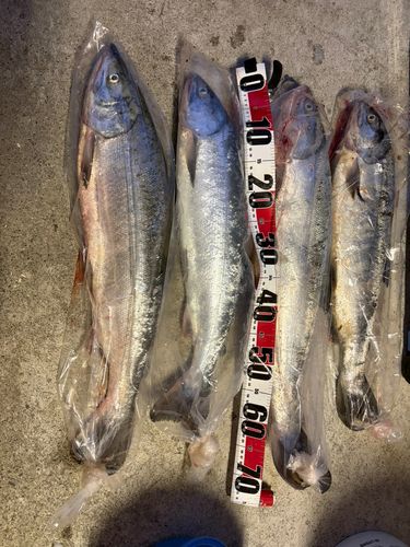 サケの釣果