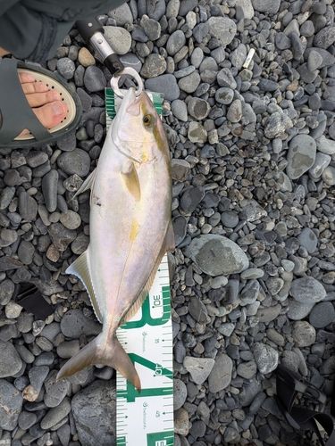 ショゴの釣果