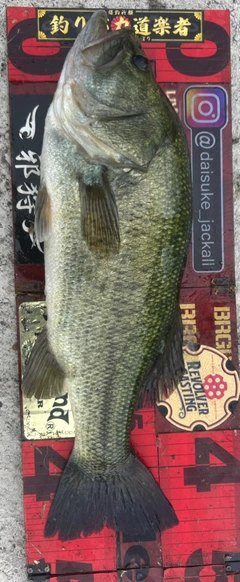 ブラックバスの釣果