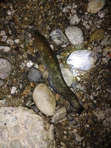 ナマズの釣果