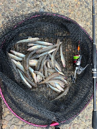 ハゼの釣果
