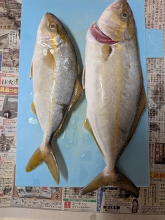 ショゴの釣果
