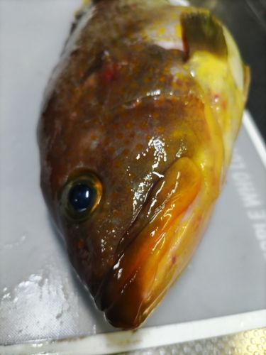 アオハタの釣果