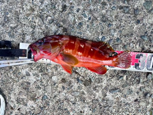 アカハタの釣果