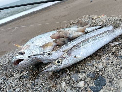 キスの釣果