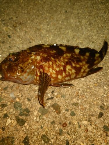 カサゴの釣果