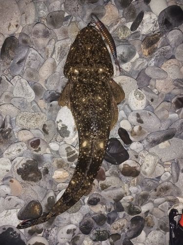 マゴチの釣果