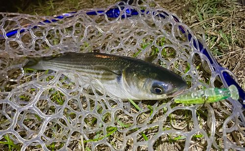 ボラの釣果