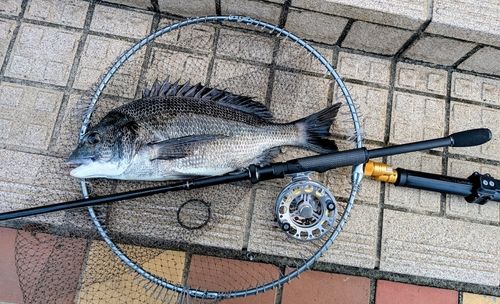 チヌの釣果