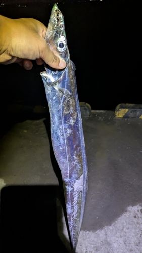 タチウオの釣果