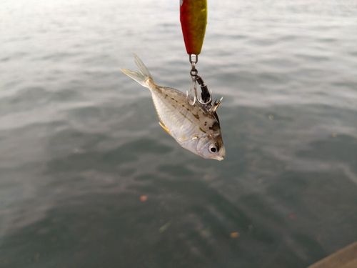 ヒイラギの釣果