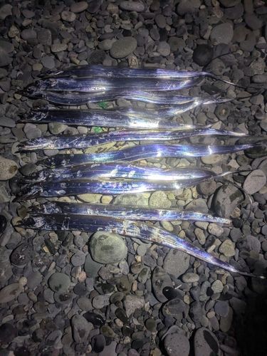 タチウオの釣果