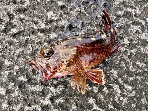 カサゴの釣果
