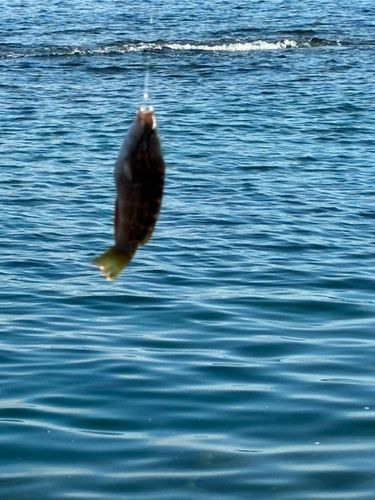 ベラの釣果